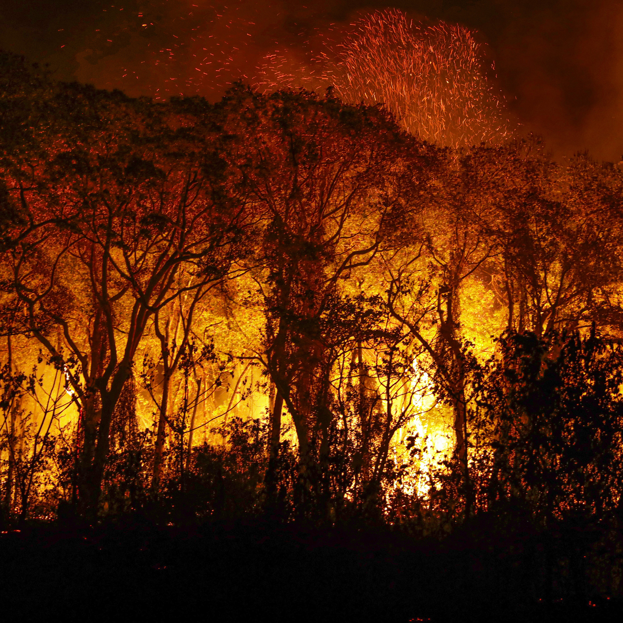Árvores sendo consumidas pelo incêndio florestal que atige o Pantanal. Foto: Joédson Alves/Agência Brasil
