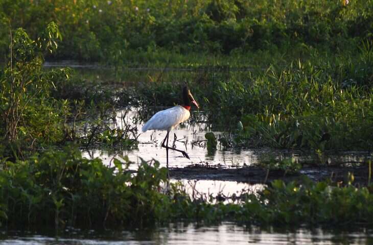 Pantanal-Tuiuiu-Foto-Bruno-Rezende-04-730×480-1 Pantanal-Tuiuiu-Foto-Bruno-Rezende-04-730x480-1