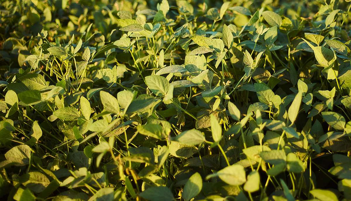 soja2 copiar soja2 copiar