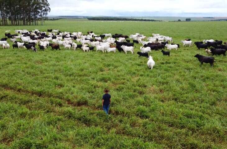 Criacao-de-gado-Foto-Bruno-Rezende-24-730×480-1 Criacao-de-gado-Foto-Bruno-Rezende-24-730x480-1