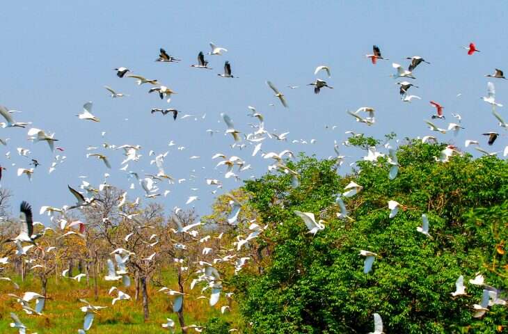 Pantanal-COP-15-Foto-Saul-Schramm-4-730x480-1