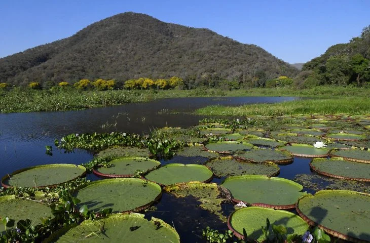 Pantanal-Vitoria-Regia-Foto-Bruno-Rezende-01-730×480-1 Pantanal-Vitoria-Regia-Foto-Bruno-Rezende-01-730x480-1