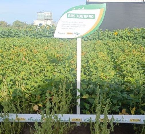 article Foto: André Ferreira